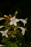 Abelia x grandiflora RCP9-2006 036.jpg